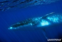 Una balenottera fotografata nel sanuario dei cetacei del Tirreno (foto: Greenpeace)