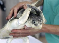 Gulf Turtle Rehab