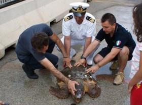 Il salvataggio da parte della capitaneria di porto di Barletta di un'altra tartaruga Caretta Caretta: l'esemplare nella foto è lungo 71 centimetri