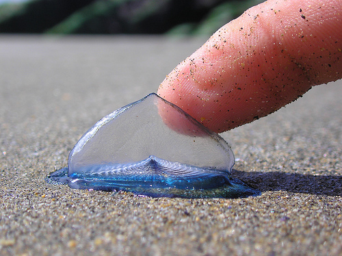 Velella vellela