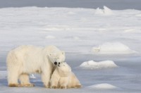 Canada Polar Bears