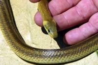 Pesaro: serpente Colubro di Esculapio salvato da un cittadino ch