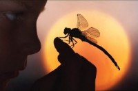 Farfalle, libellule e scarabei a rischio estinzione