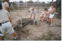elefante Sam Haddock-PETA