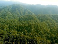 foreste-sumatra-foto