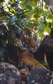Panthera tigris tigris - © Martin Harvey / WWF-Canon