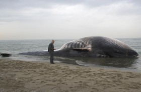 La balena spiaggiata e morta quest'anno a S.Rossore (Pisa)