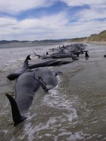 Balene spiaggiate in Nuova Zelanda