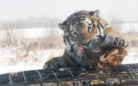 Una tigre siberiana mangia una gallina