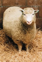 La pecora Dolly, simbolo della clonazione animale