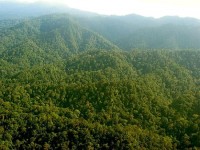 Foreste in pericolo
