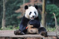 Il panda gigante