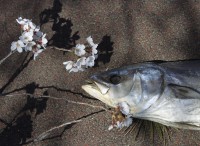 Allarme pesca in Giappone