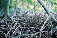 Foresta di mangrovie