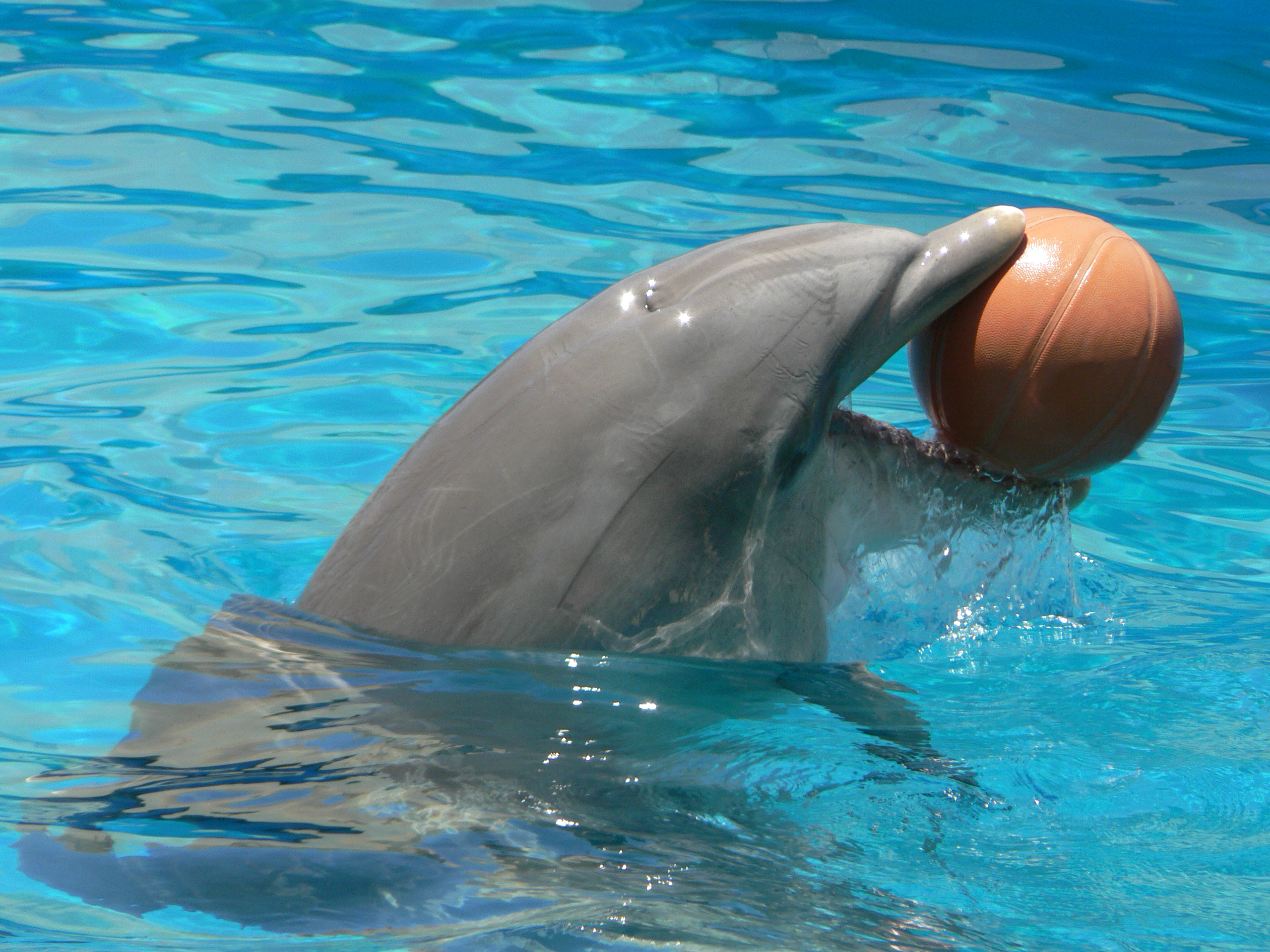 Dolphin ball