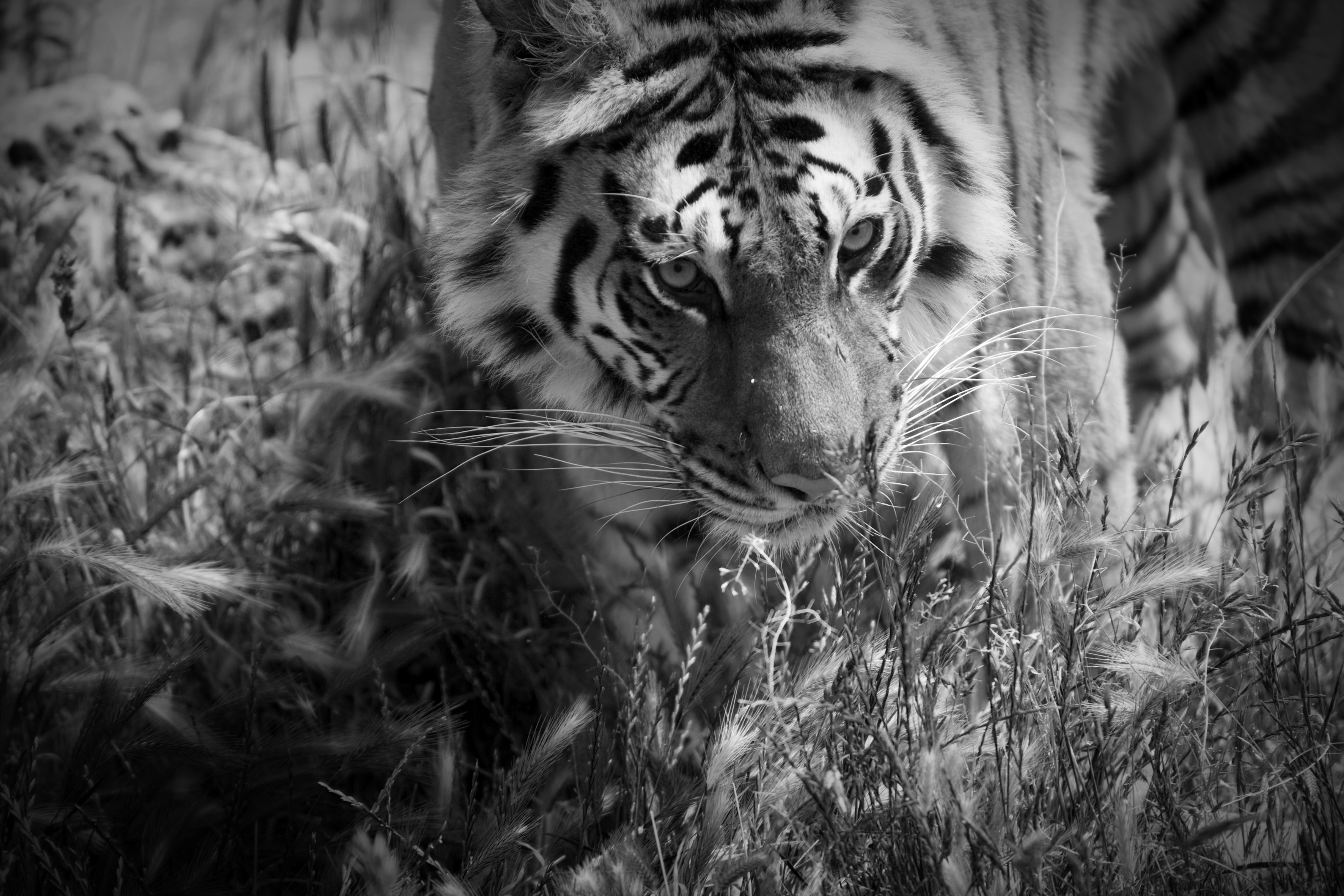 Tigre sequestrata dal Corpo Forestale, insieme ad altre, ad un circo, poi accolte presso il Centro di recupero Crase-WWF Semproniano (Grosseto)