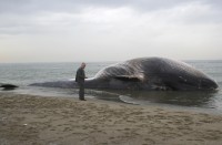 Una balena spiaggiata a San Rossore, sulla costa toscana