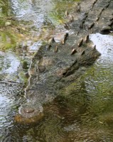 Crocodylus_acutus_mexico_01
