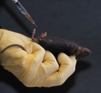 Laboratory mouse given intraperitoneal injection