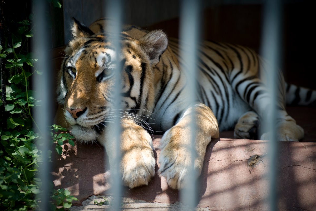 Zoo di Napoli (2010), foto di Alessia Cerqua