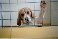 Un cane beagle sottoposto ad esperimenti (foto BUAV)